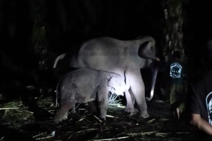 Dunia Konservasi Berduka Lagi, Anak Gajah Berumur 1,5 Tahun Mati di PKG Sebanga