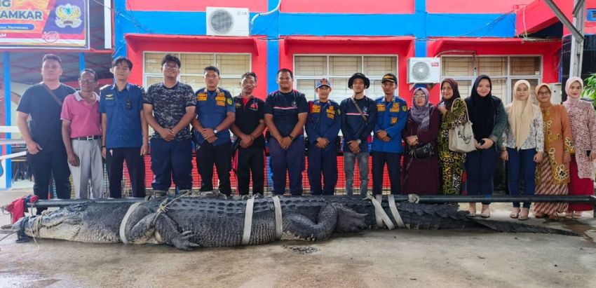 Buaya Super Jumbo yang Ditangkap Warga di Reteh Inhil Dievakuasi ke Tembilahan