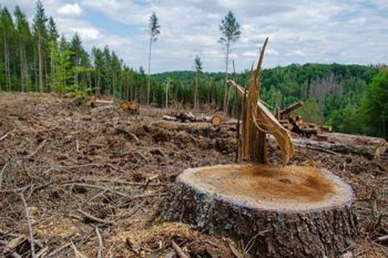 Pemerintah Fokus Tertibkan 4,2 Juta Hektare Pemanfaatan Hutan Ilegal