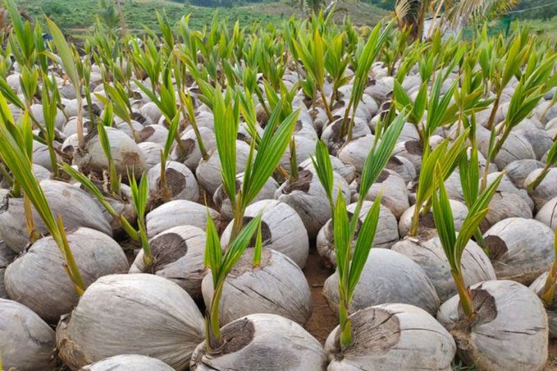 Riau Dapat Bantuan 600 Ribu Bibit Kelapa dari Kementan