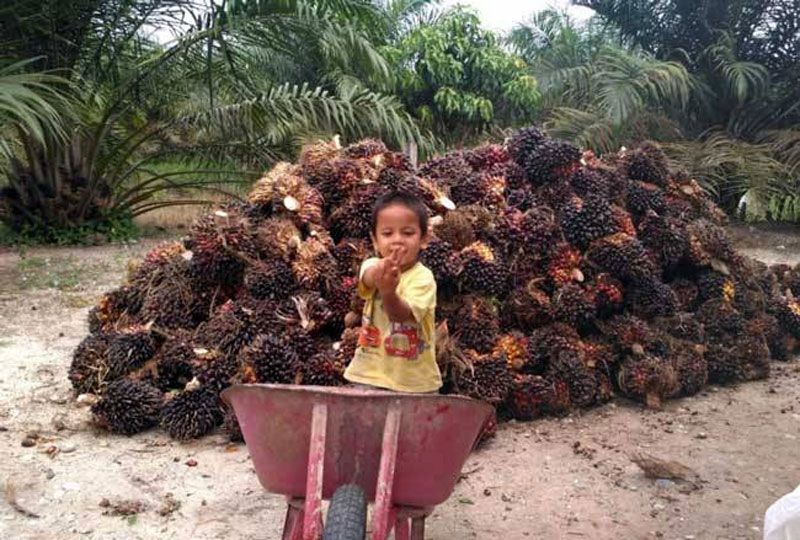 Soal Penataan Kebun Sawit, Negara Diminta Beri Keadilan untuk Petani