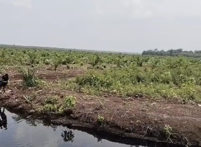 PT. GIN dan Koperasi Rindang Benua Kuasai dan Alihkan Lahan Masyarakat Tanpa Persetujuan