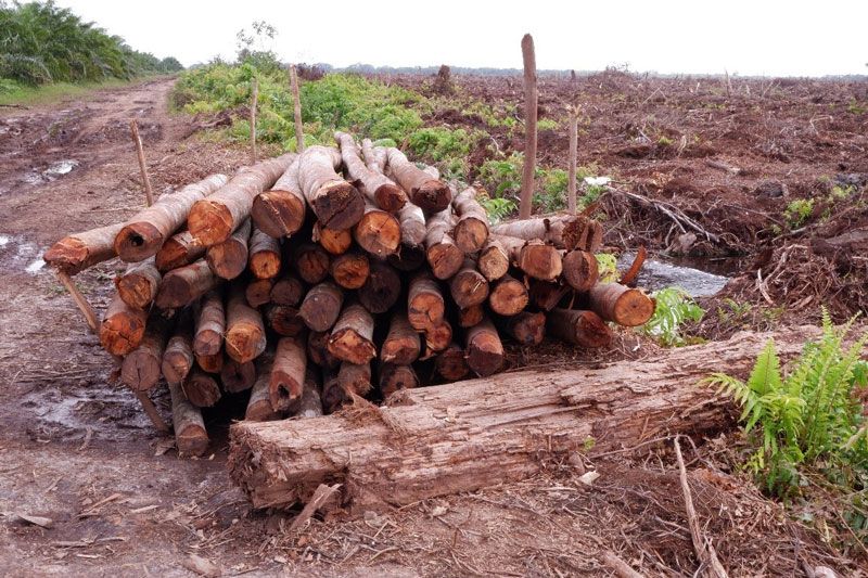Hutan Sumatera Menyusut, Bencana Membesar, Saatnya Keluar dari Tata Kelola Reaktif