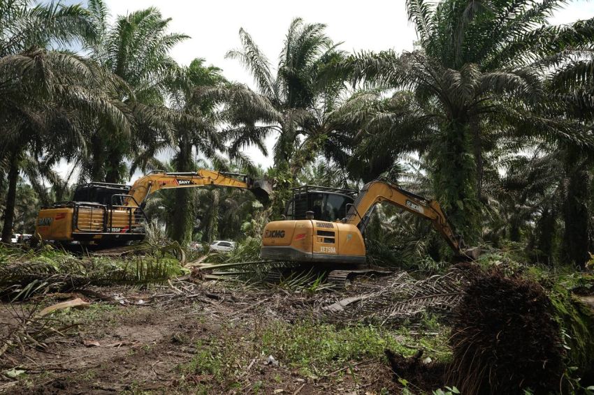 Sawit Ditumbangkan, Ekosistem TNTN Dipulihkan