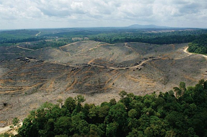 Bencana Sumatera, Imbas Alih Fungsi Hutan Jadi Sawit dan Produksi Kayu