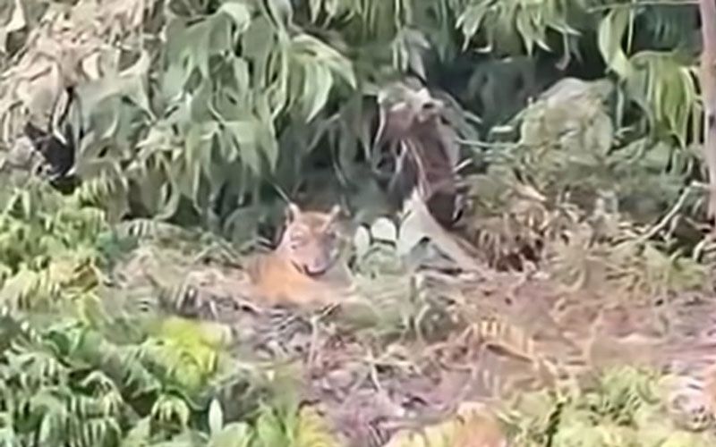 Harimau Sumatera Kembali Muncul di Desa Pulau Muda