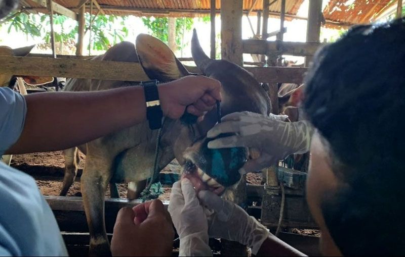 304 Kasus Penyakit Mulut dan Kuku Ditemukan di Riau Selama 2025, Musim Hujan Peternak Diminta Lebih Waspada
