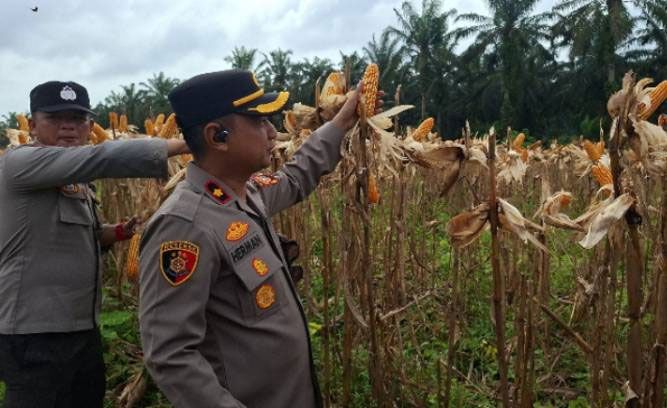 Dukung Program Presiden RI Wujudkan Ketahanan Pangan, Polsek Kandis Gelar Panen Raya Jagung