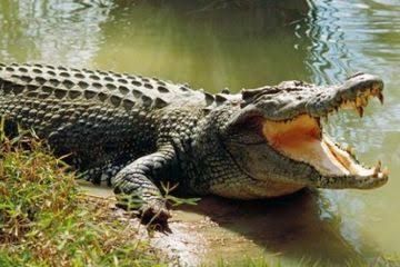 Suami di Inhil Selamatkan Istrinya dari Serangan Buaya
