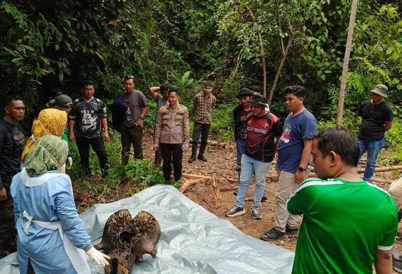Kasus Kematian Gajah dalam Konsesi PT RAPP di Ukui, 33 Saksi Diperiksa Polisi