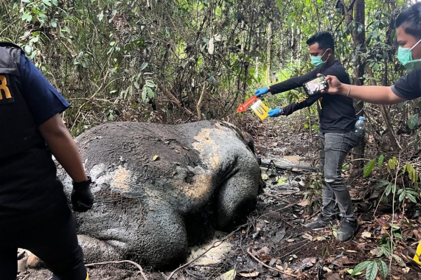 Kematian Gajah di Konsesi RAPP Diduga Ditembak, Gading Hilang