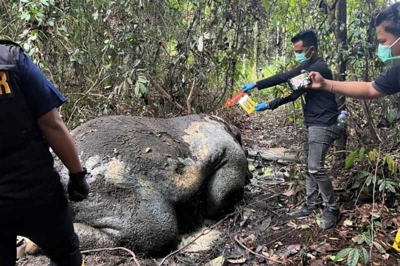 Kematian Gajah di Areal Konsesi PT. RAPP, MRPB Tuntut Tanggung Jawab Perusahaan