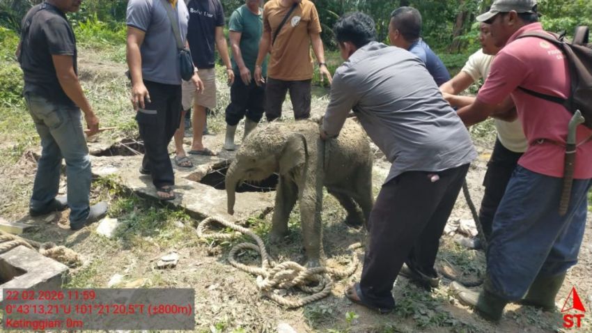 Selamatkan Anak, Kawanan Gajah di Siak Amuk Mes Pekerja Arara Abadi