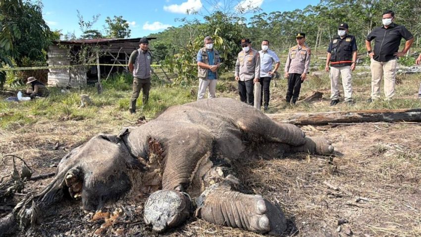 Lagi, Gajah Liar Ditemukan Mati di TNTN, Kapolda Turun Langsung