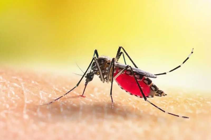 Per Februari, Malaria di Riau Tembus 238 Kasus