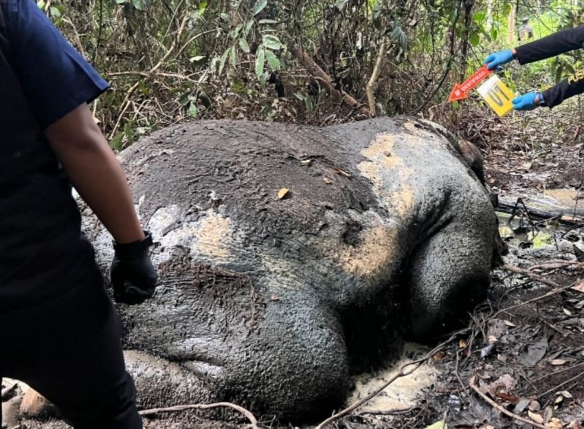 Gajah Sumatra Mati Mengenaskan di Areal Konsesi PT. RAPP, Kepala Hilang