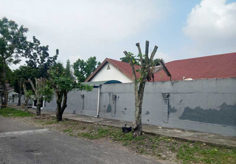 Penebang Pohon di Pekanbaru Dihukum, Ganti 30 Batang Mahoni