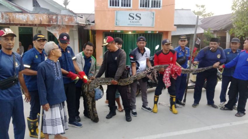 Mangsa Kucing, Ular Piton 6 Meter Ditangkap di Tembilahan