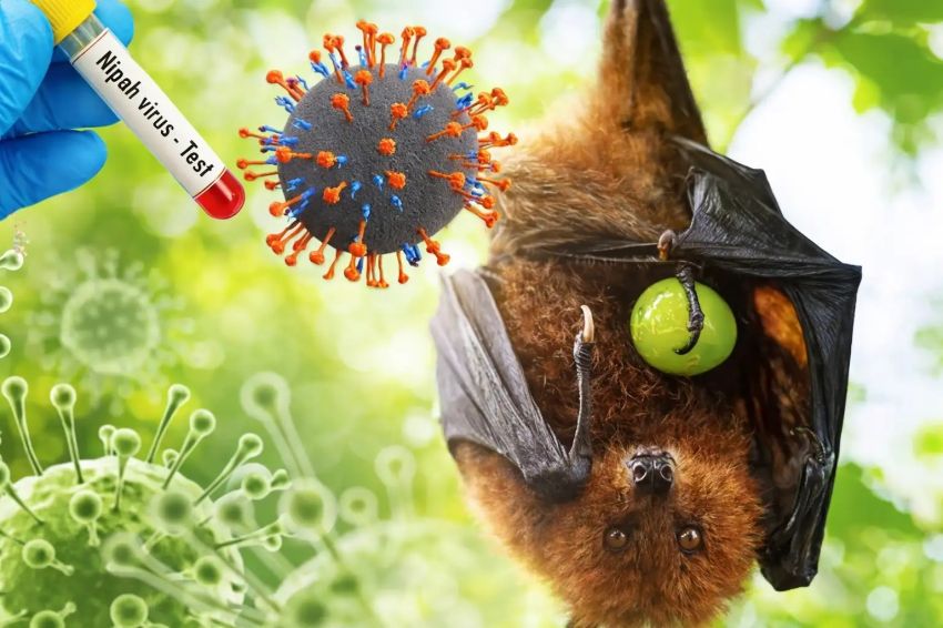 Belum Ada Kasus Virus Nipah di Riau, Tetap Waspada