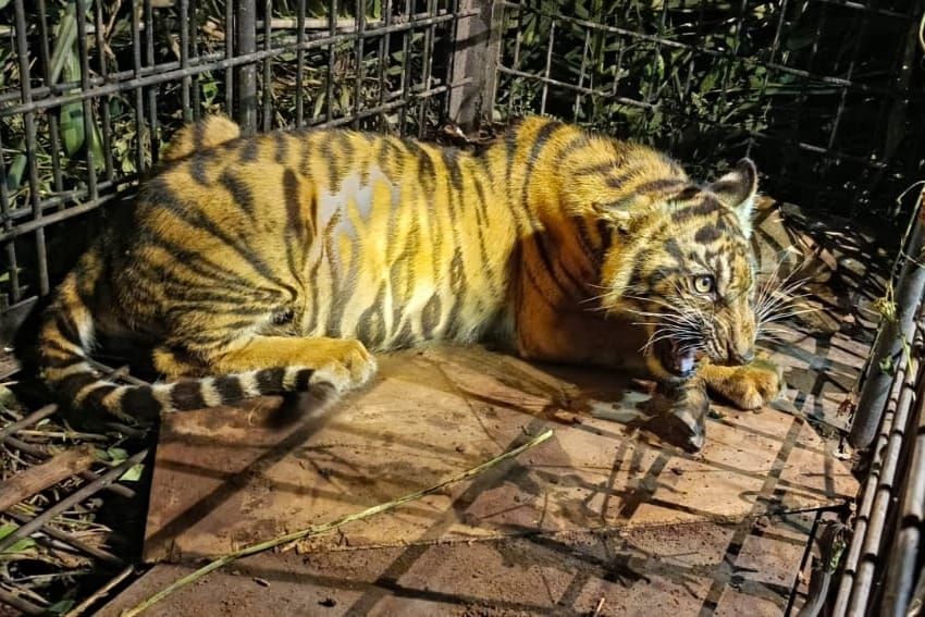 Mangsa Ternak Warga, Anak Harimau Sumatera di Pulau Muda Pelalawan Masuk Perangkap