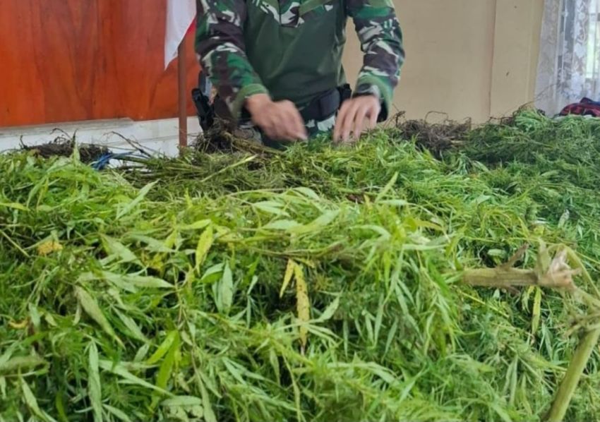 Satgas Swasembada Ungkap Ladang Ratusan Batang Ganja di Pegunungan Bintang