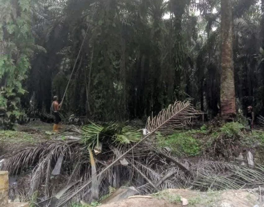 Lahan Negara Dikuasai Kelompok Ilegal, Wibawa Negara Dipertaruhkan, Polres Inhil Diminta Tegas