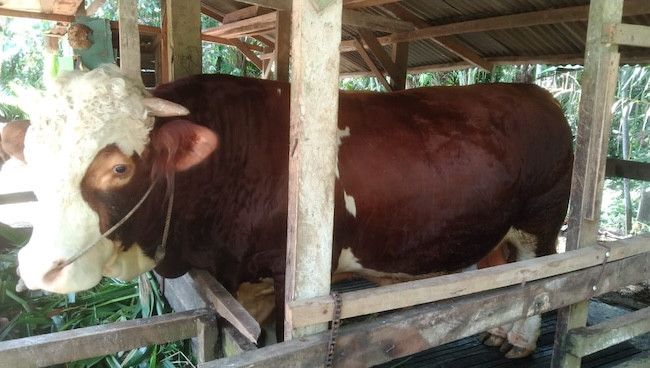 Ini 13 Sapi Jumbo yang Diusulkan untuk Bantuan Presiden Iduladha 1447 H di Riau