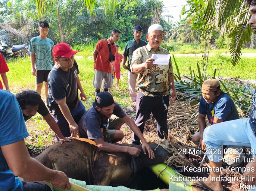 Semangat Berbagi Idul Adha, PT. Agrinas Palma Nusantara Mitra KSO PT. Citra Mutiara Bumi Riau Gelar Penyembelihan Hewan Kurban