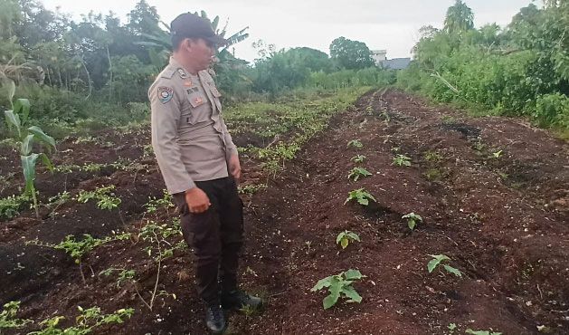 Personel Polsek Teluk Meranti Cek Ketahanan Pangan, Ada Jagung, Semangka dan Cabai