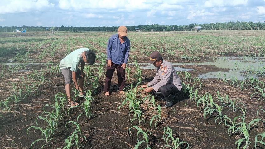 Dukung Asta Citra, Polsek TPTM Laksanakan Pengecekan Pertumbuhan Jagung Pipil