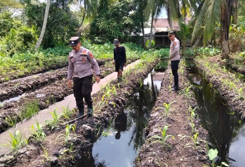 Polsek Pelabuhan Tembilahan Tinjau Perkembangan Tanaman Jagung, Program Ketahanan Pangan di Pekan Arba