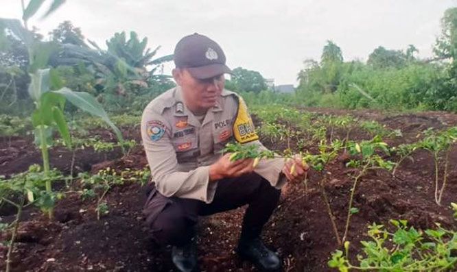 Bhabinkamtibmas Polsek Teluk Meranti Cek Tanaman Cabai Dukung Ketahanan Panga