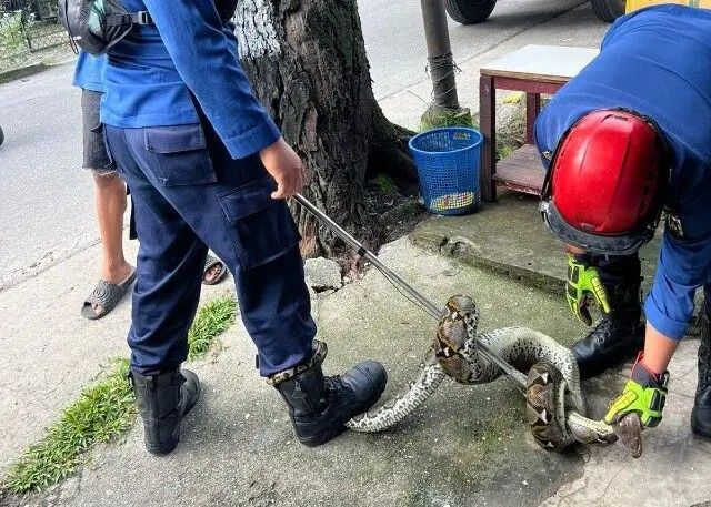 Januari hingga April 2026,  DPKP Pekanbaru Evakuasi 214 Ular, Mulai Piton hingga Kobra