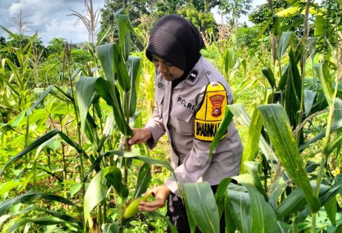 Bhabinkamtibmas Kelurahan Simpang Empat Ajak Warga Tanam Tanaman Produktif Dukung Ketahanan Pangan