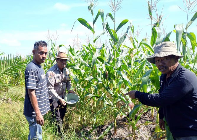 Polsek Kandis Intensifkan Pendampingan Petani, Dukung Ketahanan Pangan Nasional di Jambai Makmur