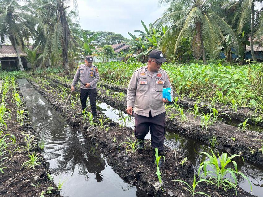 Dukung Asta Cita Presiden, Personel Polsek KSKP Inhil Turun Tangan Pupuk Tanaman Jagung