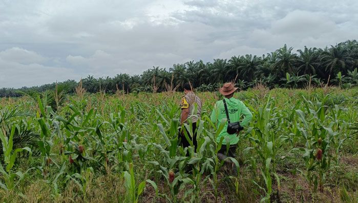 Polsek Kandis Siapkan 15 Hektare Lahan Jagung, Wujud Nyata Dukungan Polri terhadap Ketahanan Pangan Nasional