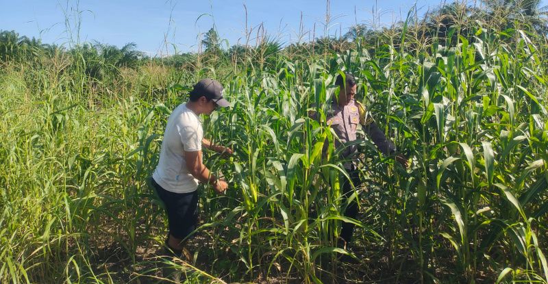 Program Ketahanan Pangan, Polsek Kandis Lakukan Pengecekan Tanaman Jagung Tumpang Sari
