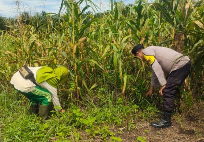 Bhabinkamtibmas Polsek Kandis Dukung Sektor Pertanian sebagai Penguatan Ketahanan Pangan