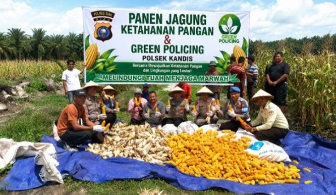 Polsek Kandis Panen Jagung Kuartal II di Libo Jaya sebagai Dukungan Ketahanan Pangan