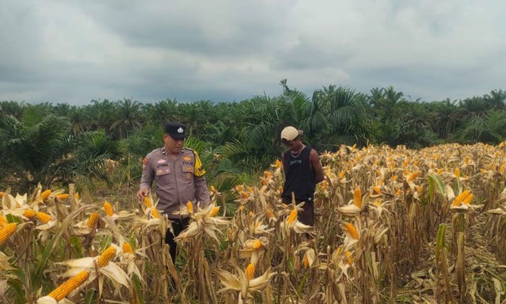 Bhabinkamtibmas Polsek Kandis Kawal Produktivitas Ketahanan Pangan hingga Masa Panen