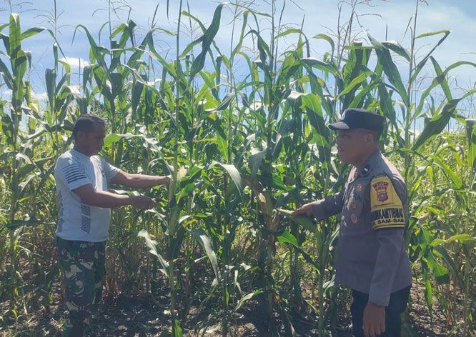 Menuju Panen Raya, Perkembangan Jagung Tumpang Sari di PT KPAK Dipantau Polsek Kandis