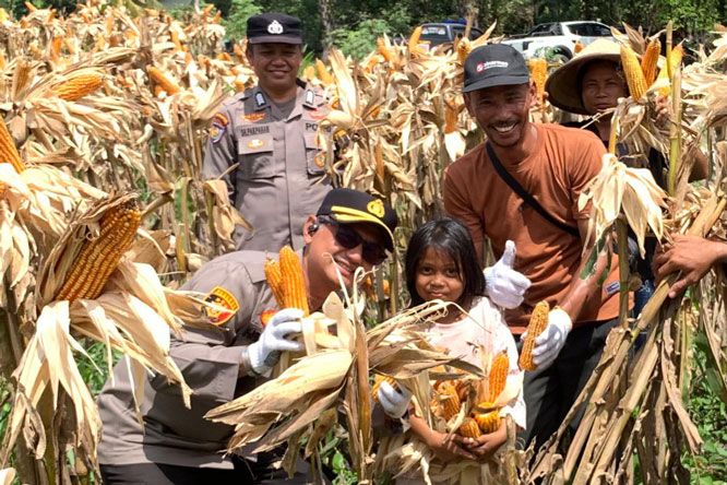 Polsek Kandis Bersama Petani Libo Jaya Panen 3 Ton Jagung untuk Ketahanan Pangan Nasional