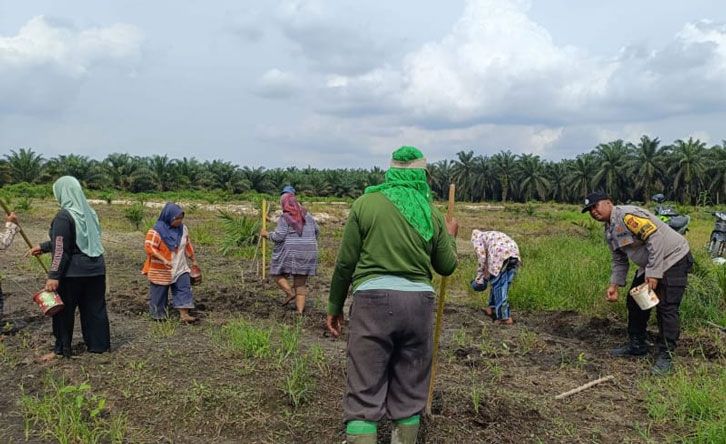 Bhabinkamtibmas Polsek Kandis Lakukan Pendampingan Berkelanjutan, 10 Hektare Lahan Jagung Telah Tertanam Bersama Kelompok Tani