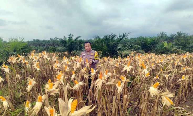 Bhabinkamtibmas Polsek Kandis Pantau Berkala Perkembangan Tanaman Jagung di Kampung SamSam