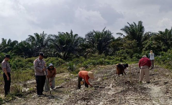 Lahan Ketahanan Pangan Polsek Kandis Terus Berkembang, Harapan Nyata Kelompok Tani Ayu Makmur