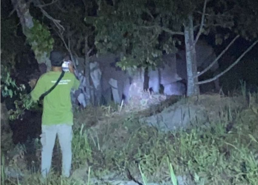 Belasan Gajah Liar Dewasa Masuk Perkebunan Warga Muara Fajar