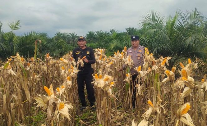 Polsek Kandis Bersiap Jelang Panen Raya Jagung Tumpang Sari di Kampung SamSam