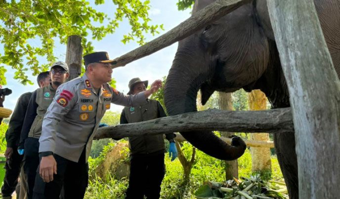 Harapan Baru Konservasi, Kapolda Riau Namai Anak Gajah Tesso Nilo "Nona Seroja"