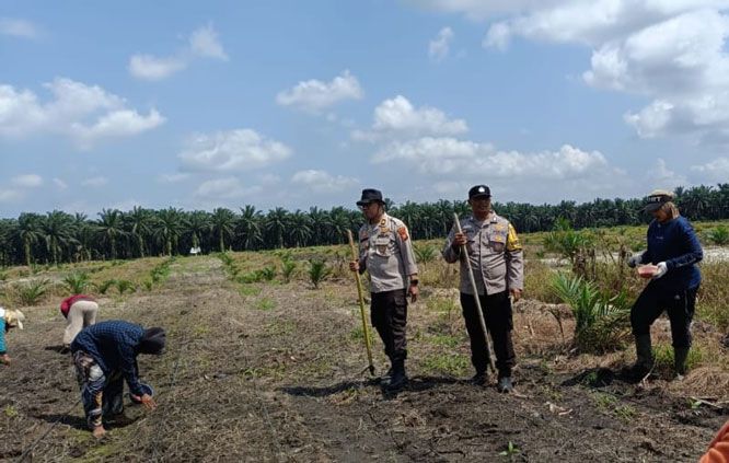 Bhabinkamtibmas Polsek Kandis Optimalkan Pengelolaan Budidaya Jagung Bersama Kelompok Tani Jambai Makmur